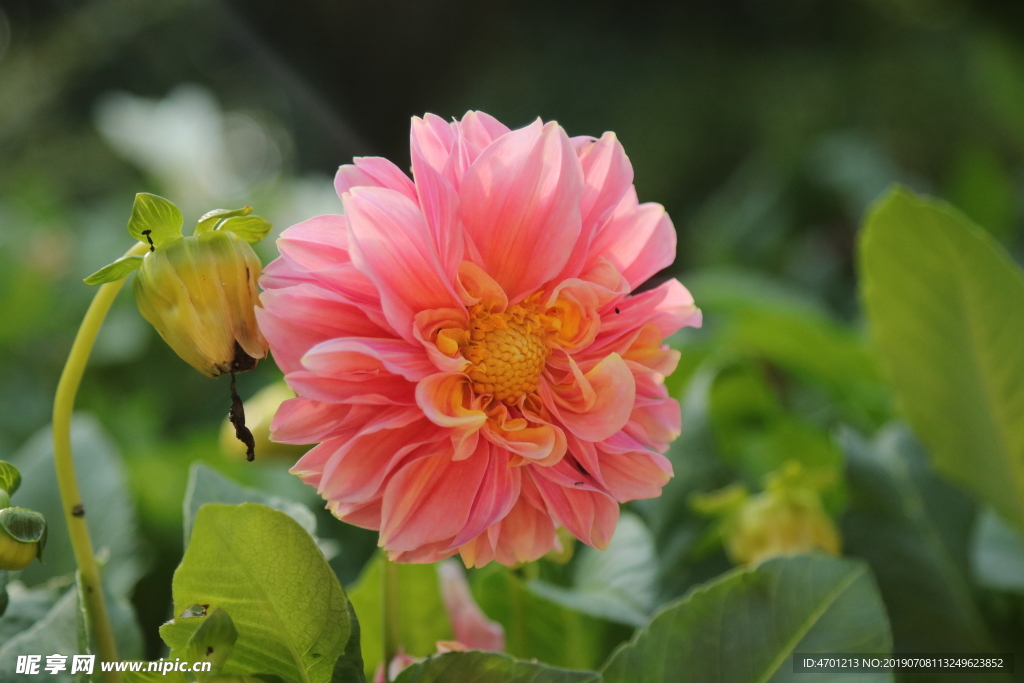 多层野菊花粉色花蕊