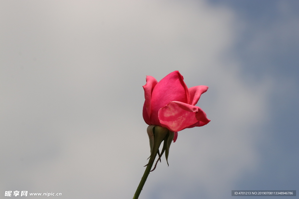 一朵粉色蔷薇花含苞待放