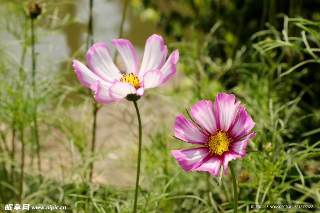 两朵美丽的雏菊野花花朵