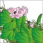 荷花