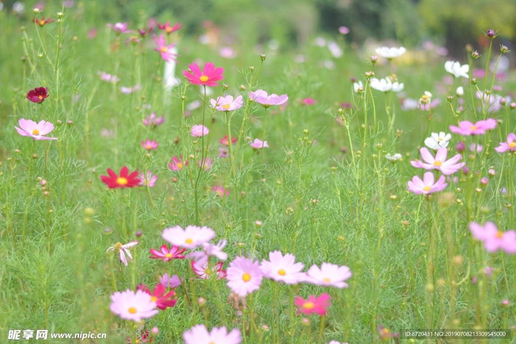 格桑花小花花海花丛