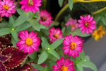 红花秋英格桑花波斯菊小花菊花