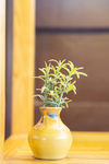 小植物摆件观赏花花瓶葫芦瓶
