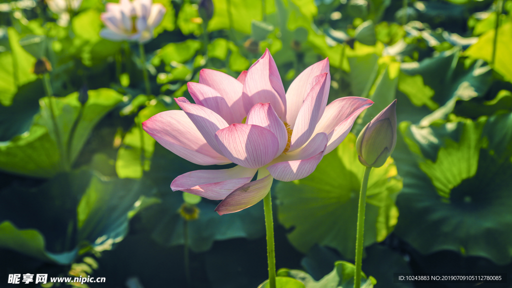 荷花