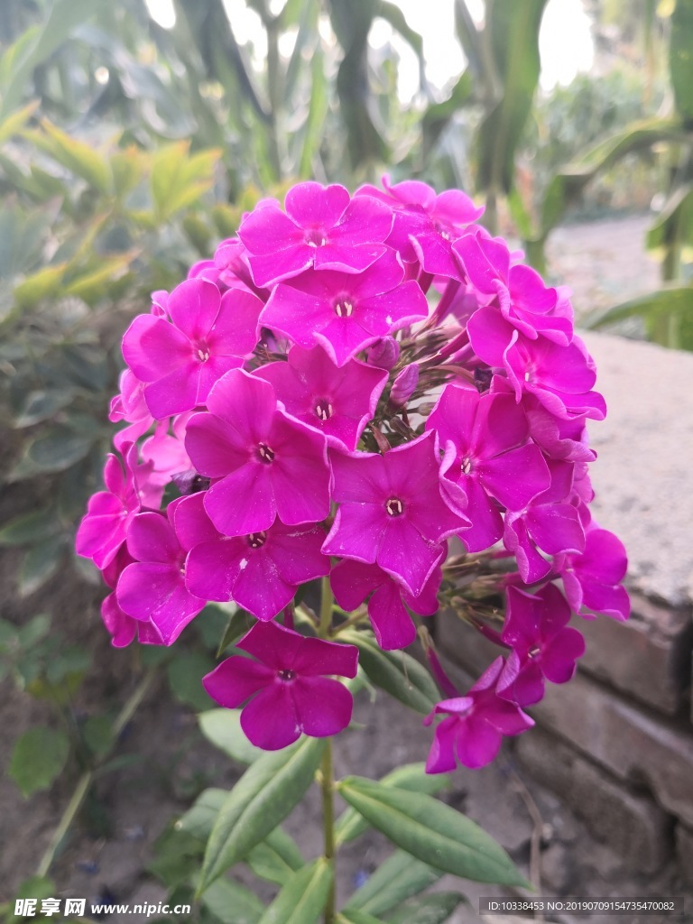 花