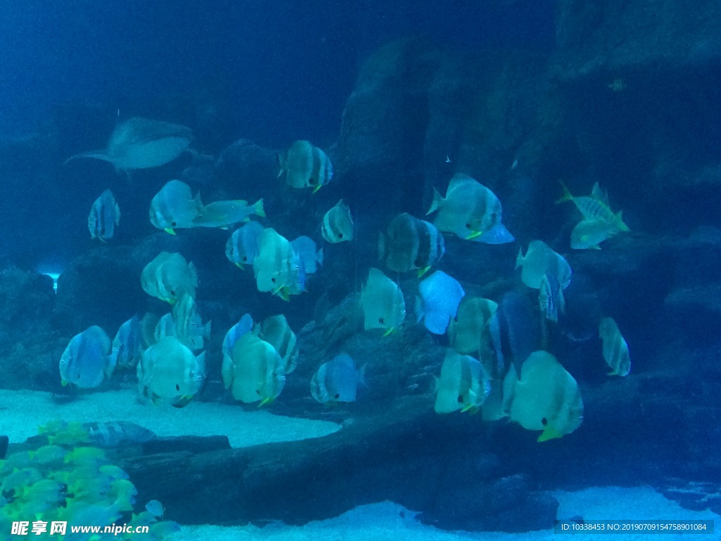 海洋世界之鹦鹉鱼