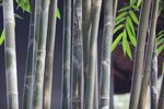 竹林