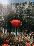 向阳的红罂粟花