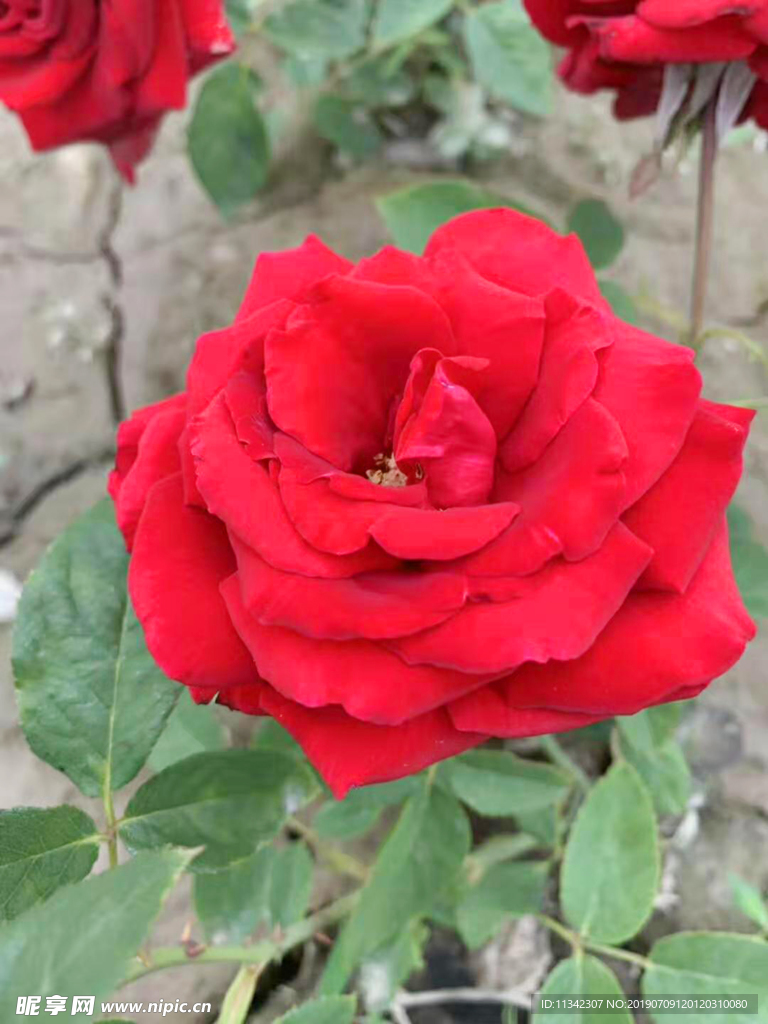 月季花