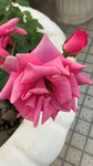 月季花