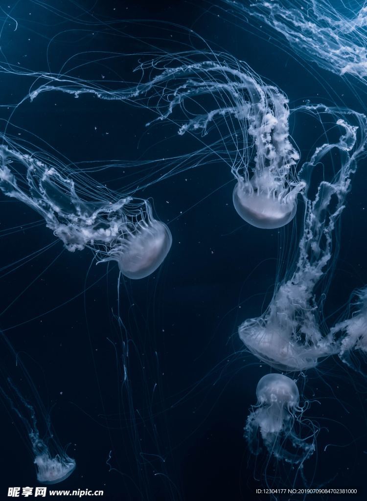 水母