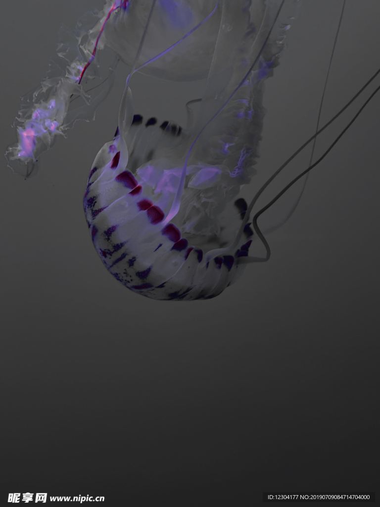 水母