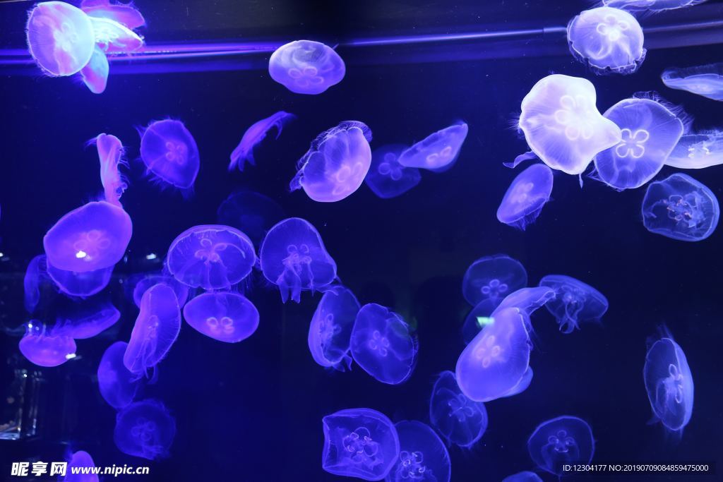 水母