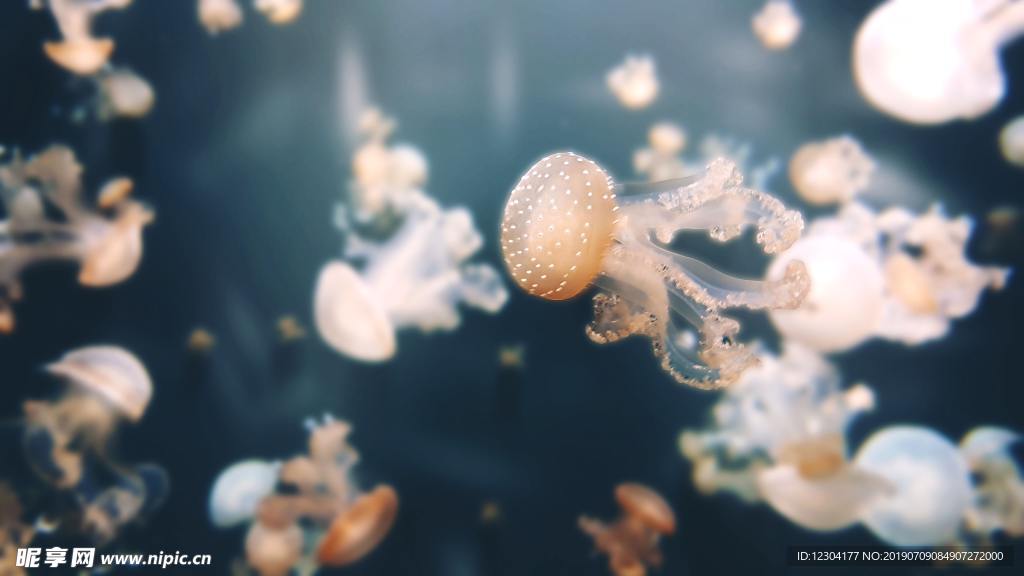 水母