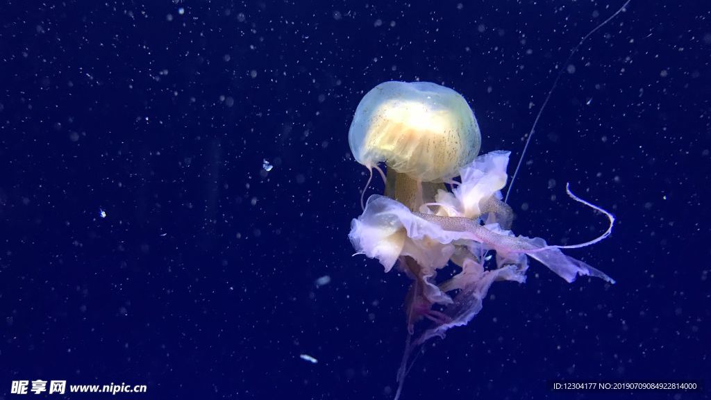 水母