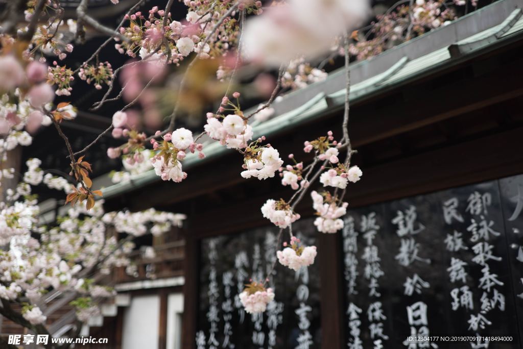 樱花