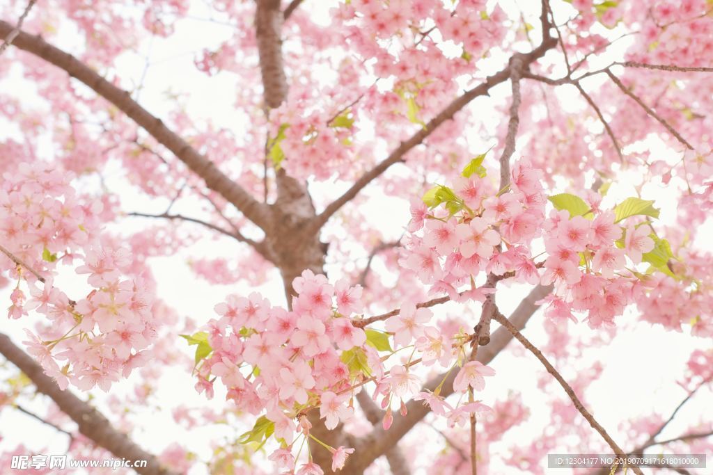 樱花