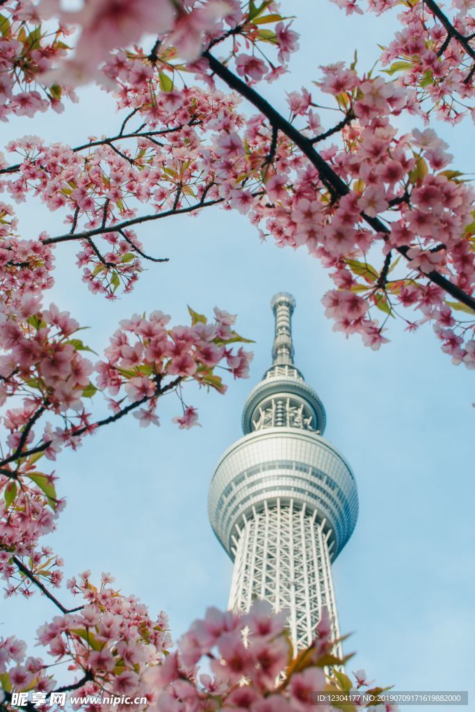 樱花