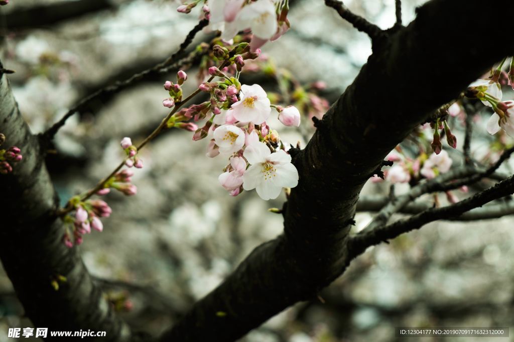 樱花