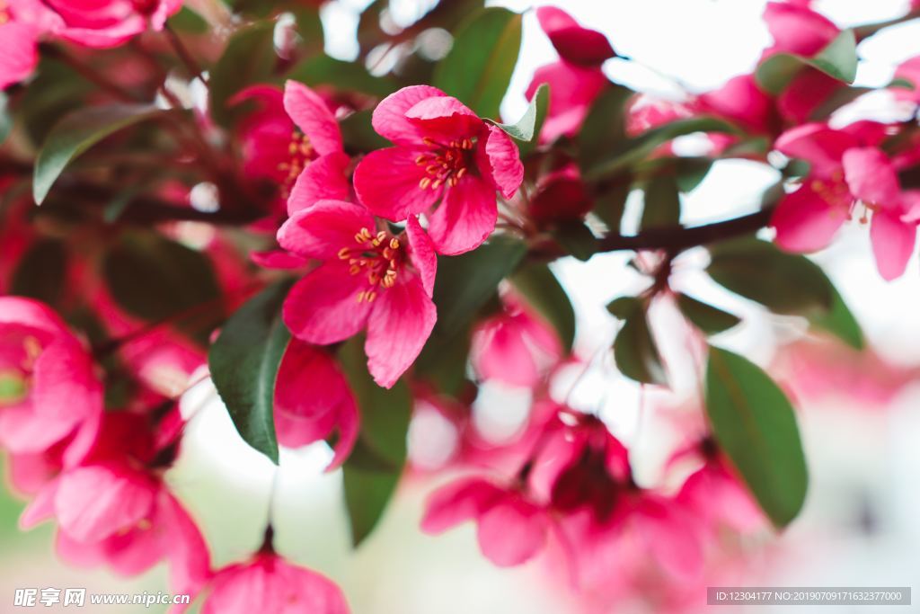 樱花