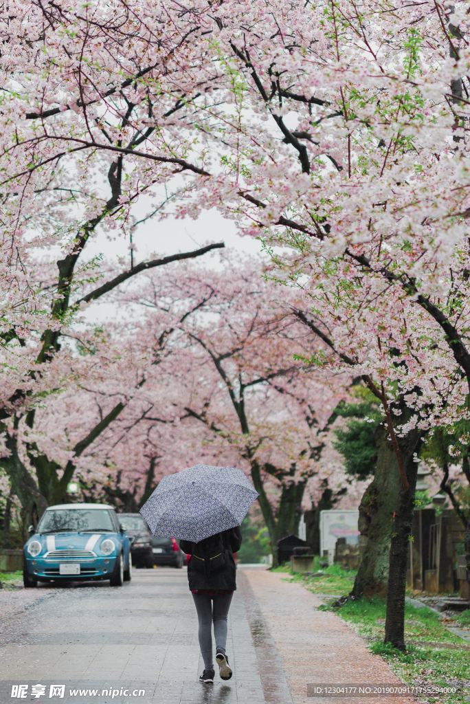 樱花