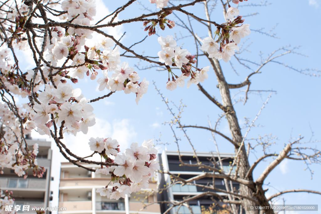 樱花