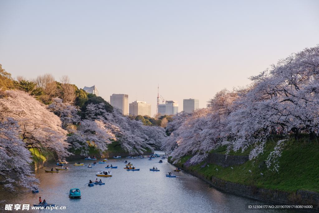 樱花