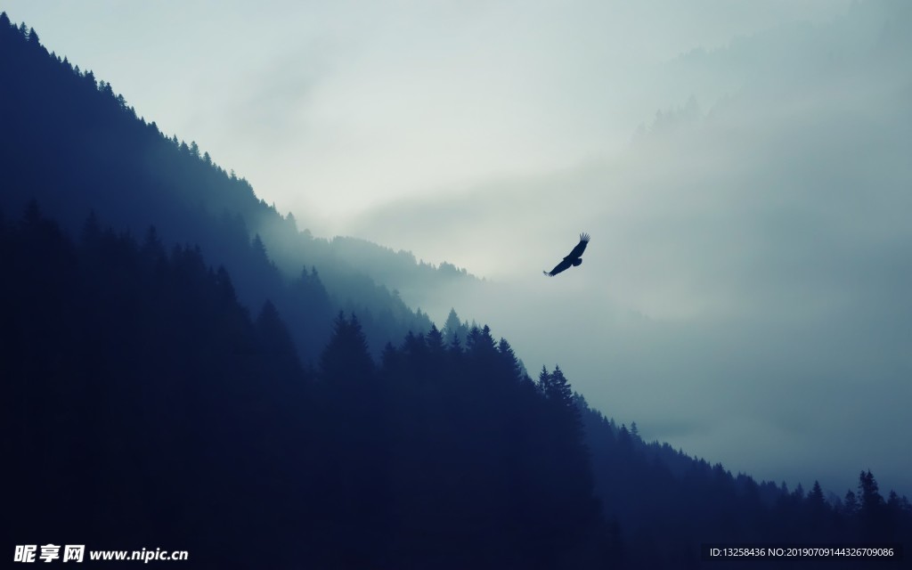 苍山云雾老鹰