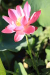 荷花2