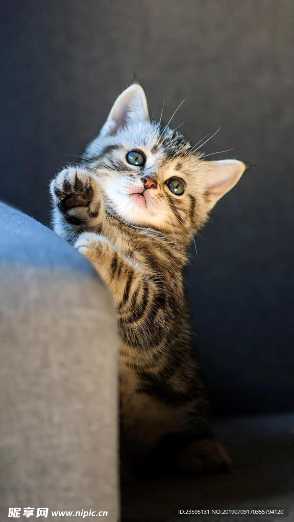 猫