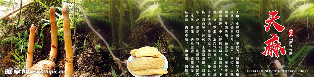 天麻