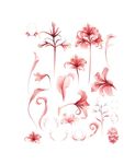 梦幻花