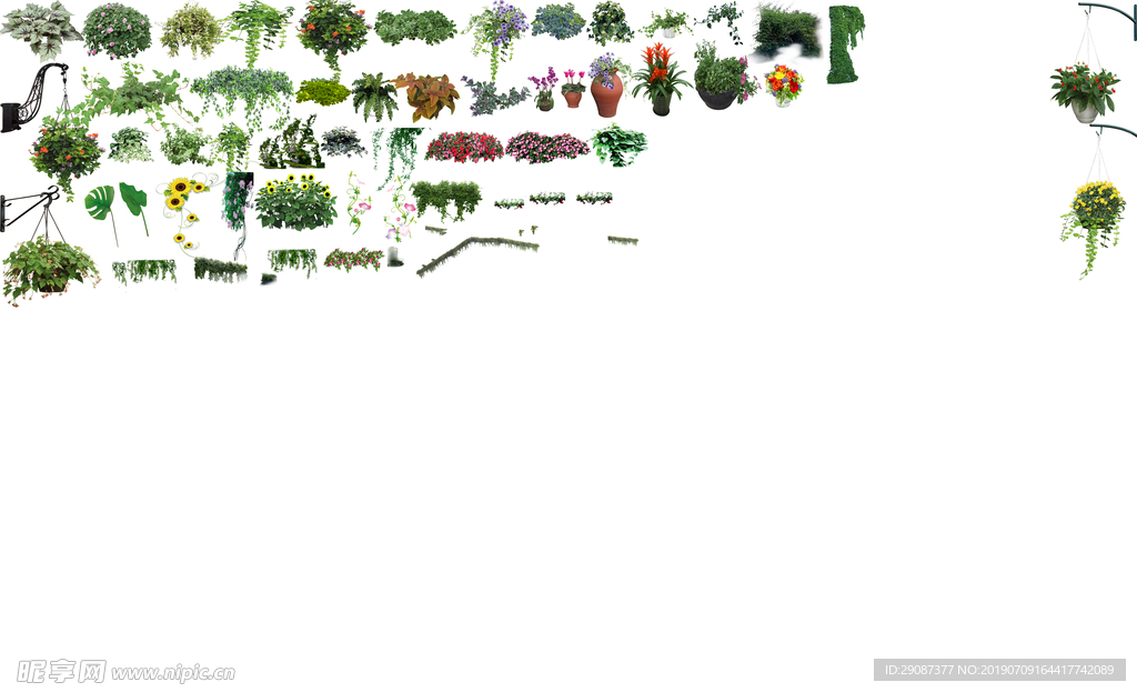 吊蓝 植物