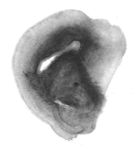 中国风玄关画