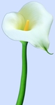 百合花