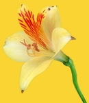 百合花