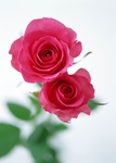 玫瑰花