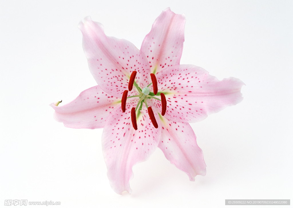 百合花