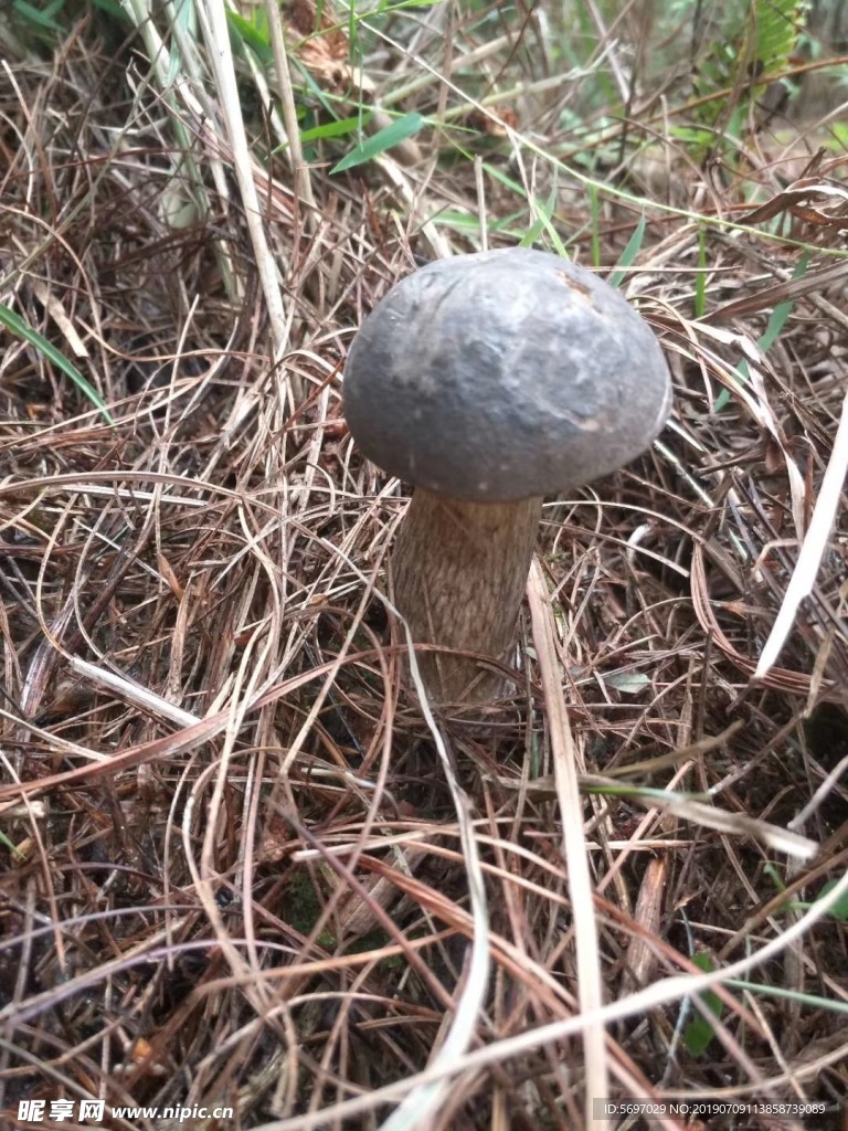 菌子