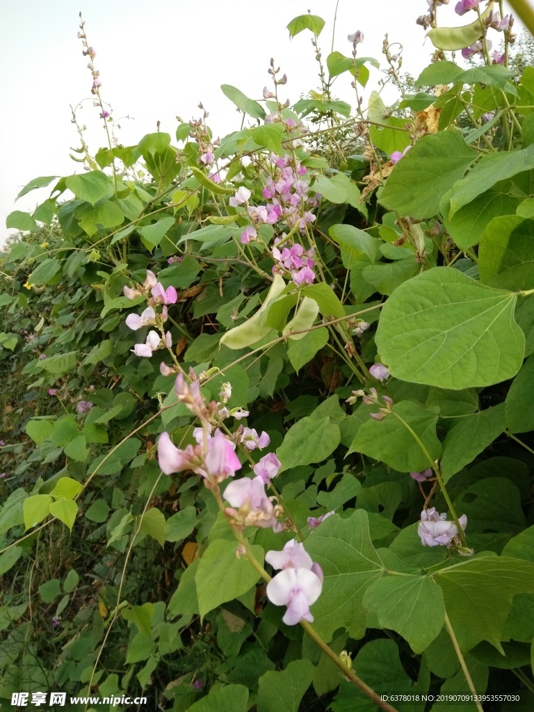 蔬菜 菜地 豆角 棉豆 四季豆