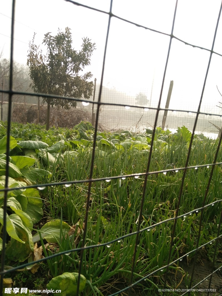 水珠 雾气 铁网 菜地露珠