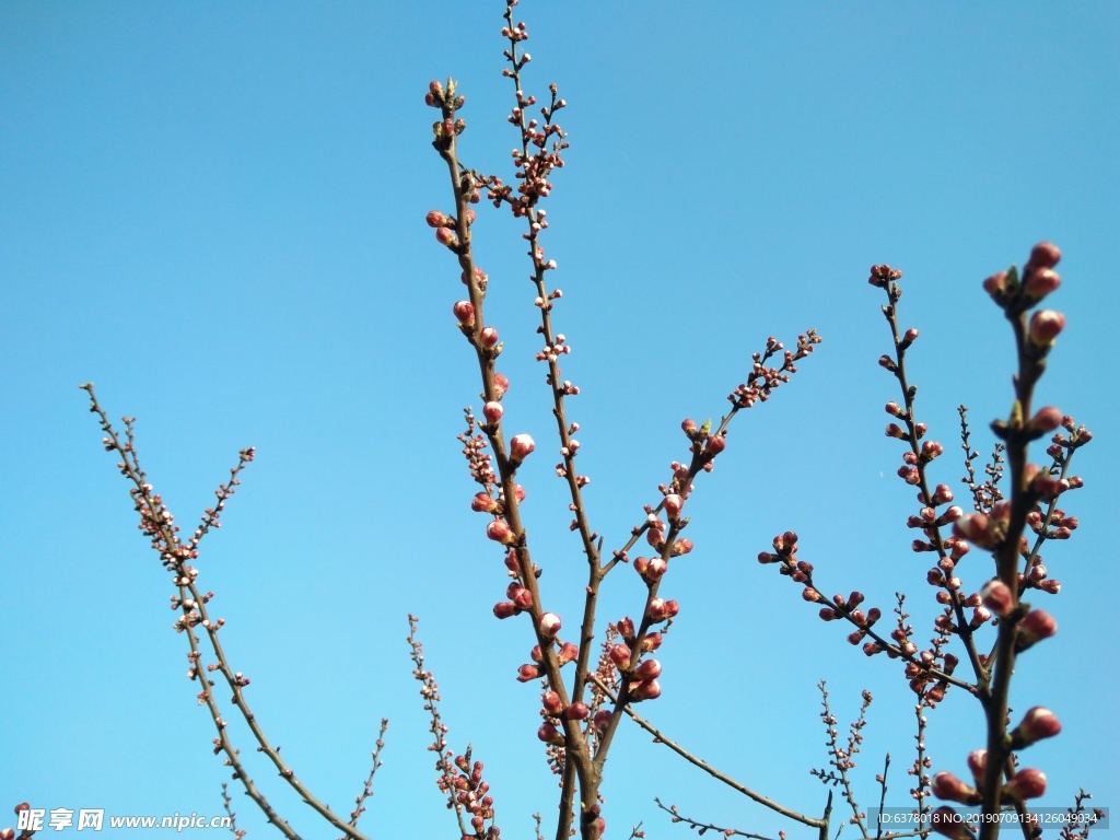 桃花 樱花 白花 春天 鲜花