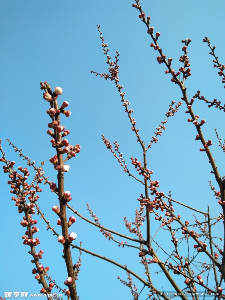 桃花 樱花 白花 春天 鲜花