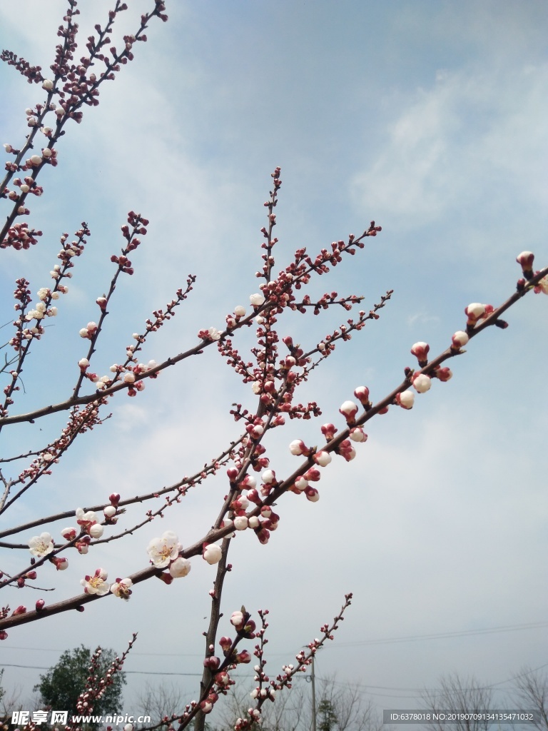 桃花 樱花 白花 春天 鲜花