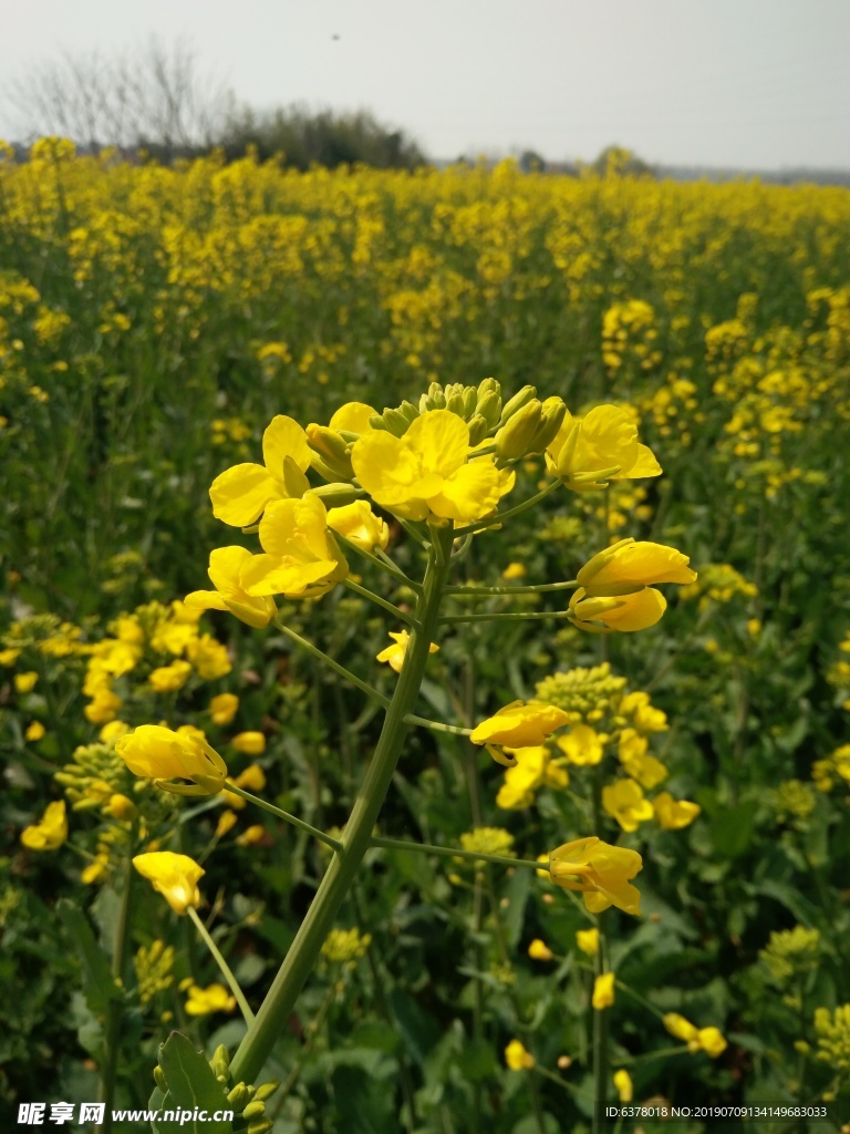 油菜花 油菜地 春天 蜜蜂 采