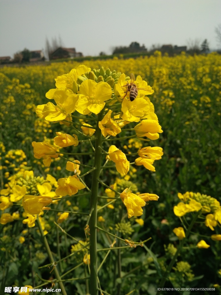 油菜花 油菜地 春天 蜜蜂 采