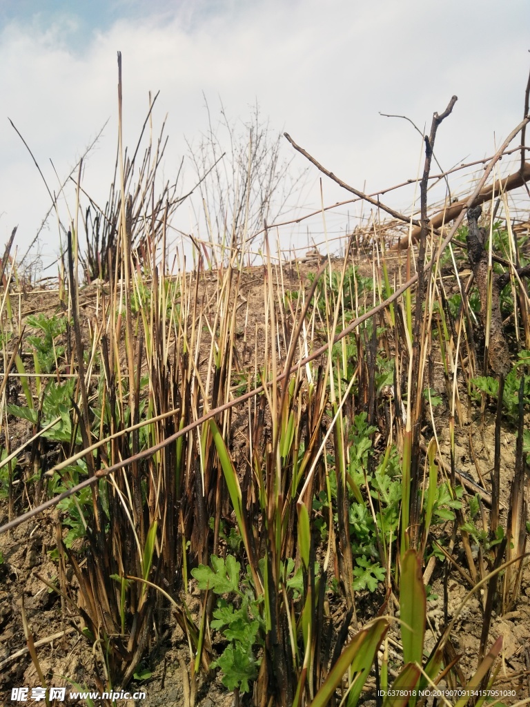 野草 野草烧不尽 春风吹又生