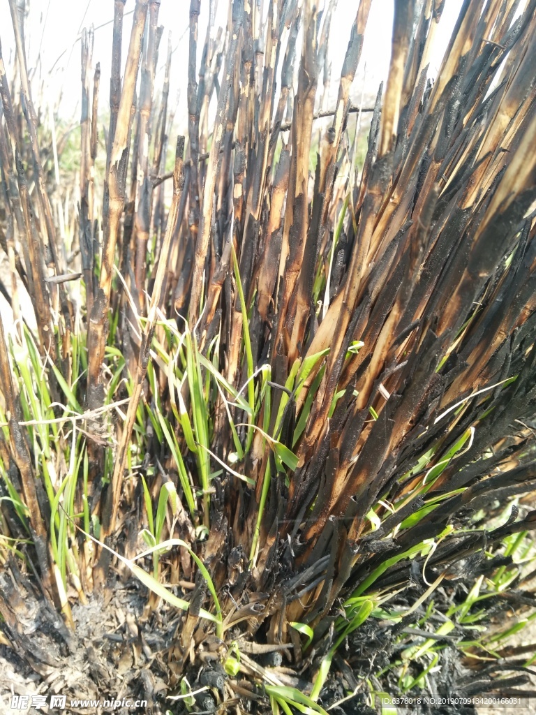 野草 野草烧不尽 春风吹又生