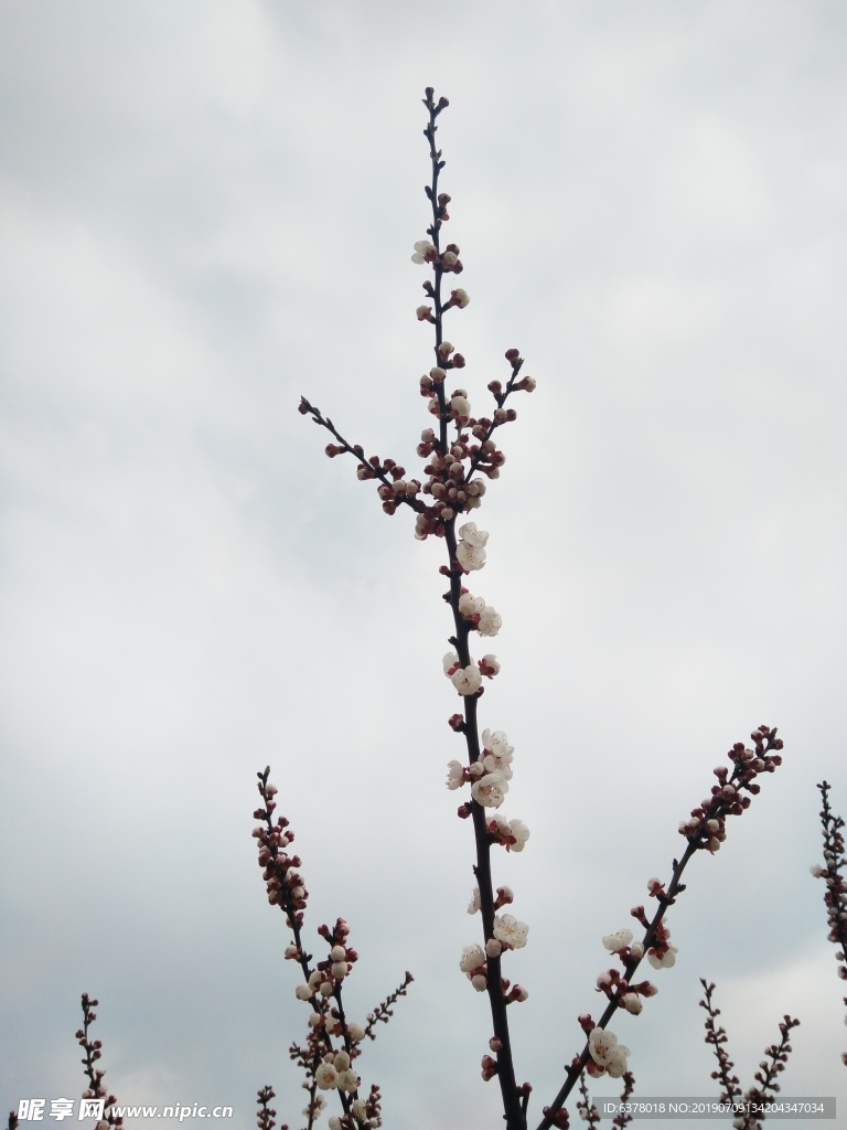 桃花 樱花 白花 春天 鲜花