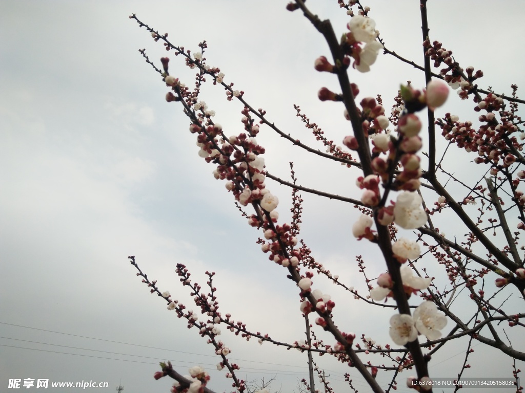 桃花 樱花 白花 春天 鲜花
